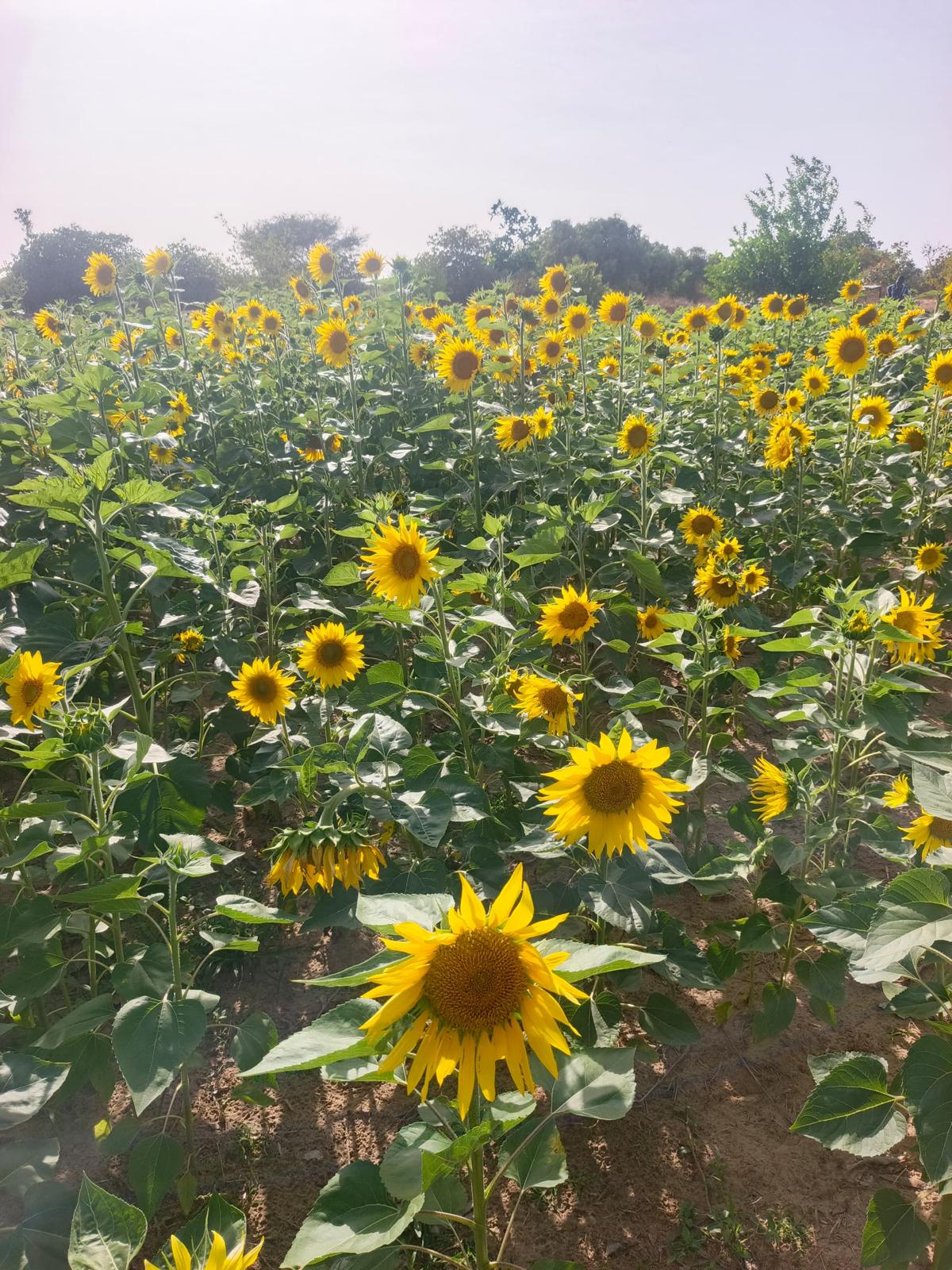 Champ de tournesol Jamila