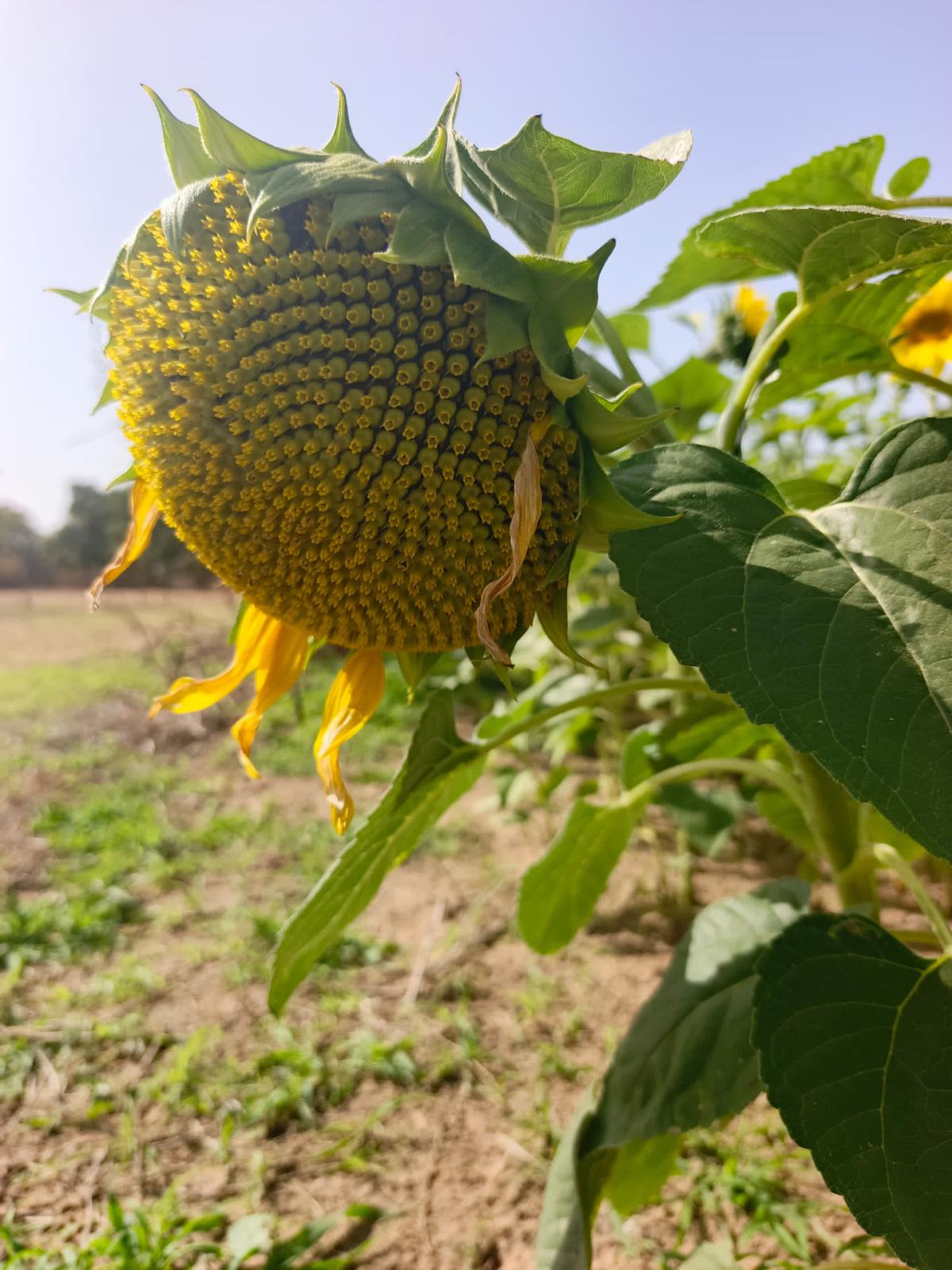 Agriculture locale