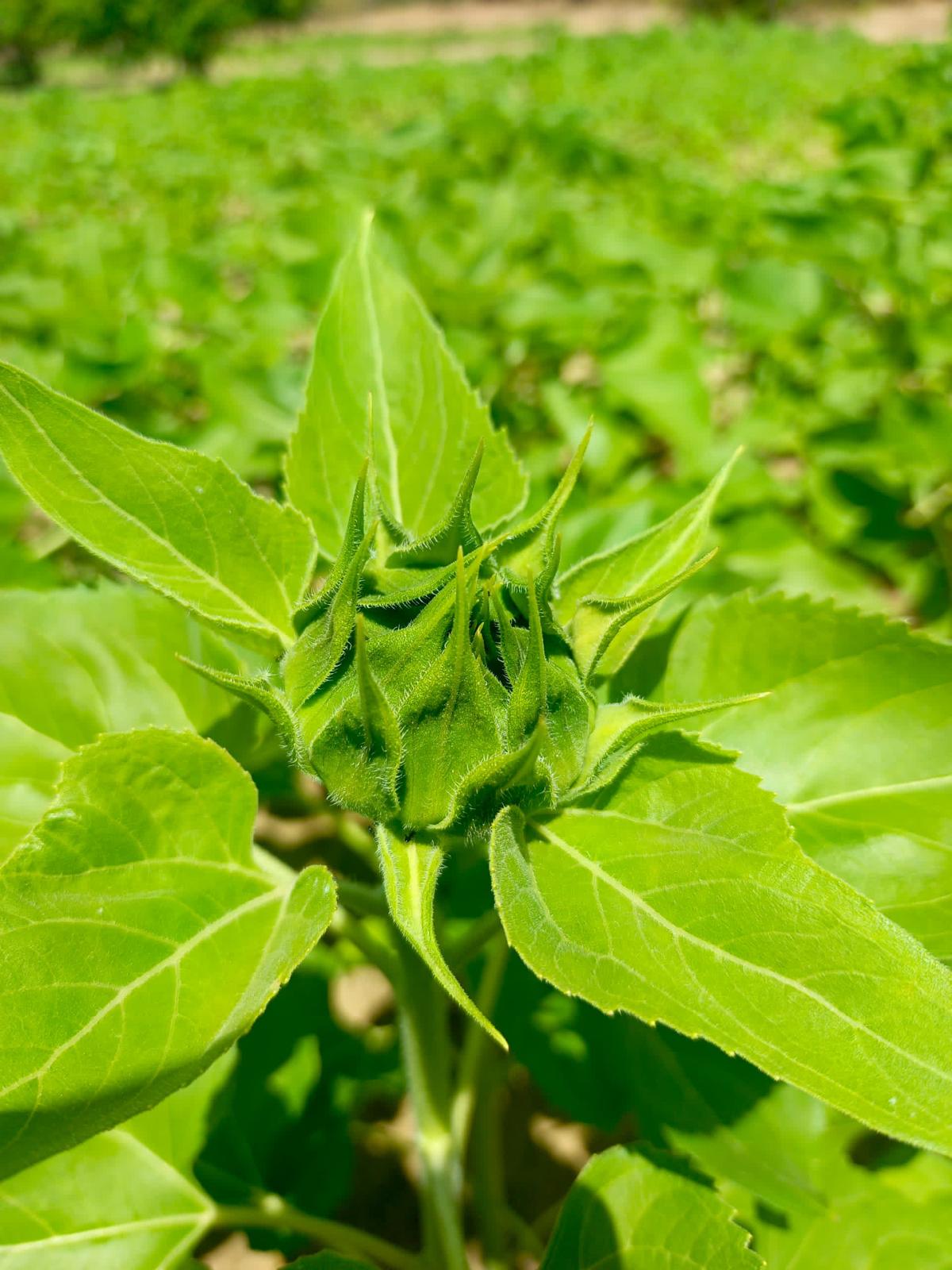 Tournesol en floraison